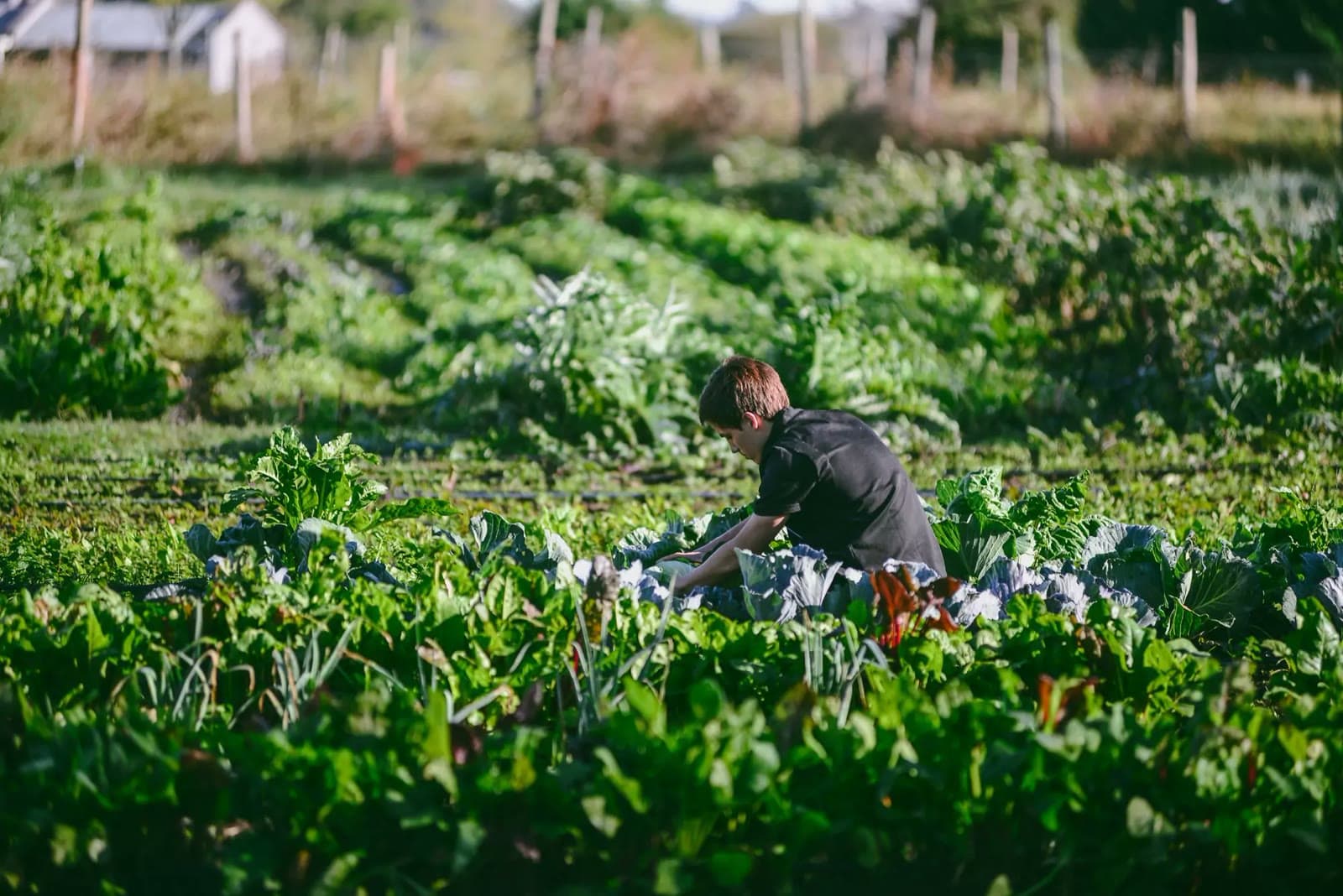 Cosecha en la huerta de La Pebeta