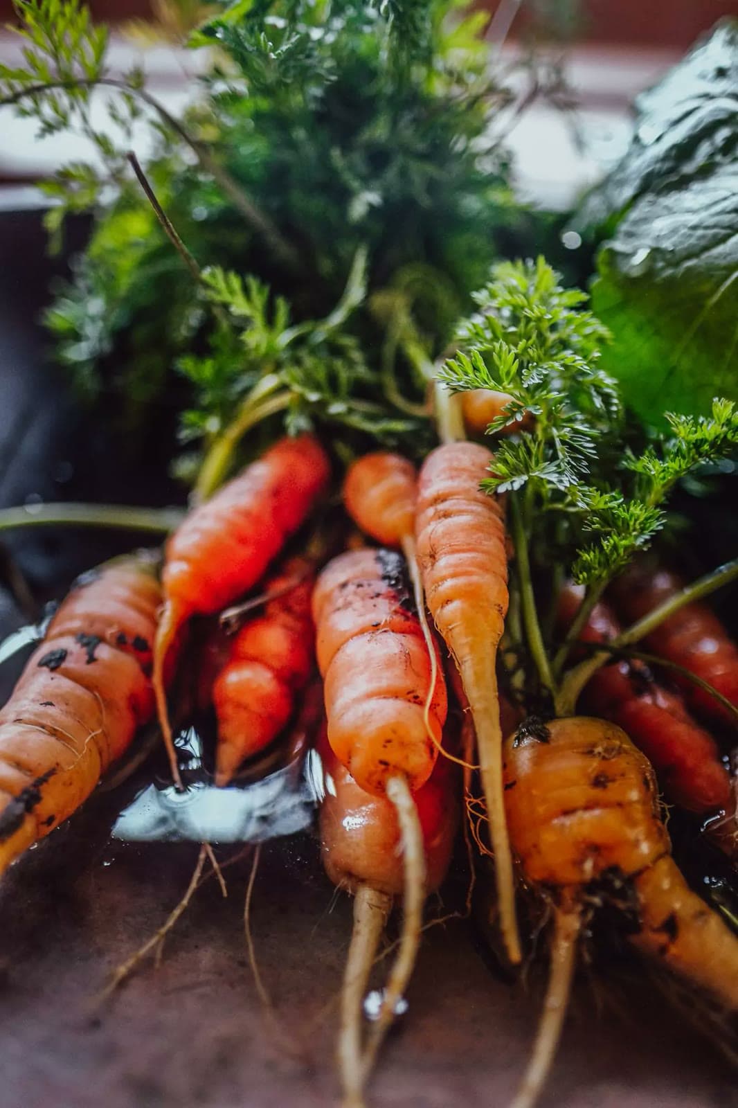 Zanahorias recién cosechadas de la huerta